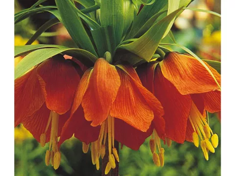 Fritillaria 'Rubra Maxima'