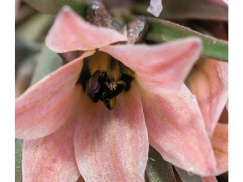 Fritillaria 'Stenanthera'