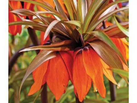 Fritillaria imper. 'Sunset'
