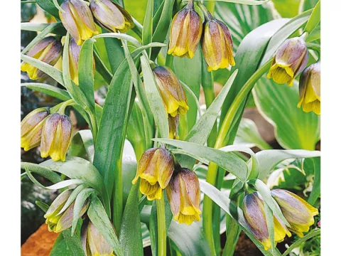 Fritillaria vulpis 'Uva'