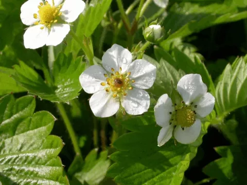 Fragaria vesca