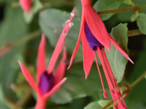 Fuchsia magellanica 'Gracilis'
