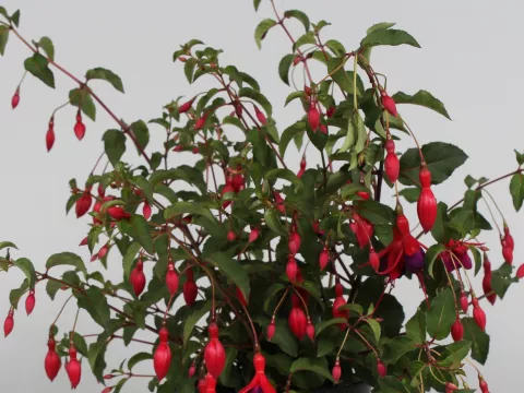 Fuchsia 'Mrs Popple'