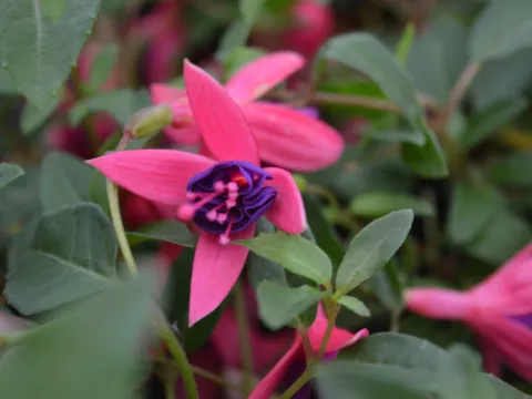 Fuchsia 'Tom Thumb'
