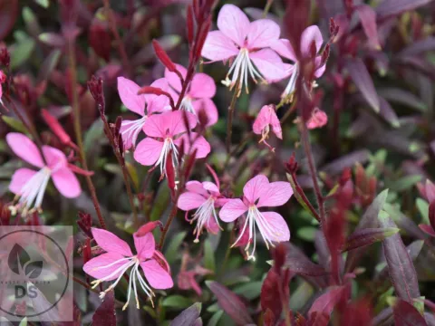 Gaura lindh. 'Blaze'