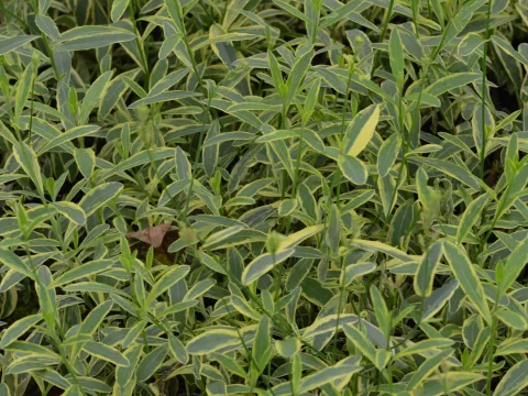 Gaura lindh. 'Corrie's Gold'