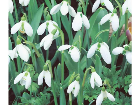 Galanthus 'Elwesii'