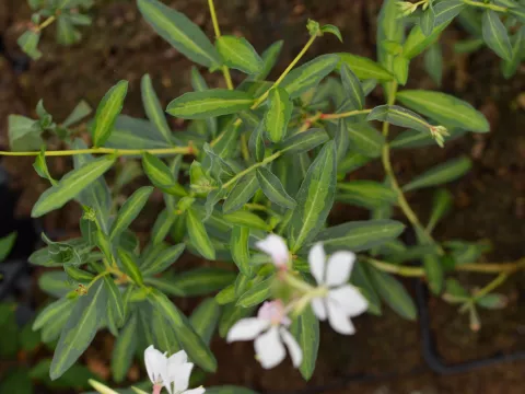 Gaura lindh. 'Madonna'