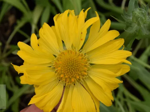 Gaillardia 'Maxima Aurea'