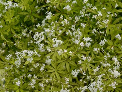 Galium odoratum