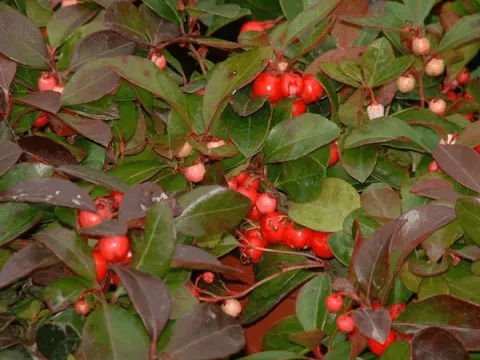 Gaultheria procumbens