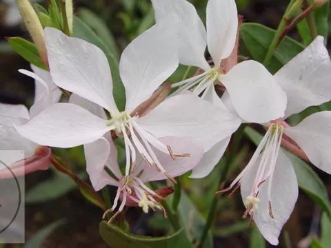 Gaura lindh. 'Short Form'