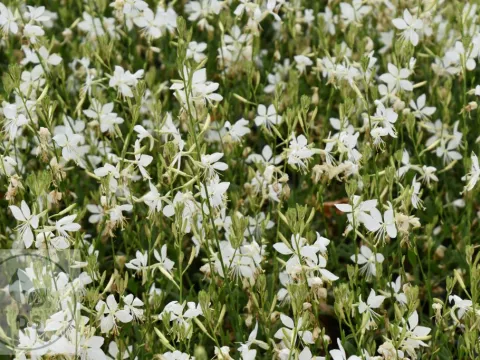 Gaura lindh. 'Snowbird'
