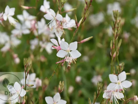 Gaura lindh. 'Snowstorm'