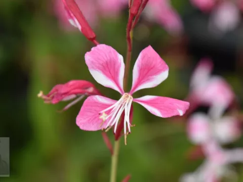 Gaura lindh. 'Siskiyou Pink'