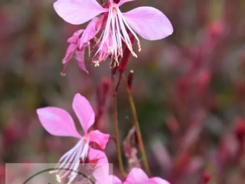 Gaura lindh. 'Tutti Frutti'