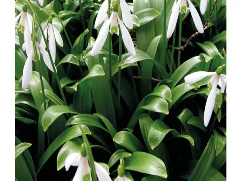 Galanthus 'Woronowii'