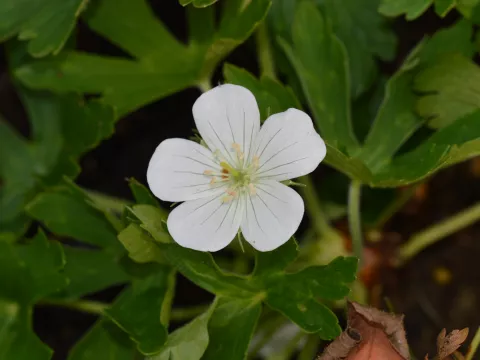 Geranium maculatum 'Album'