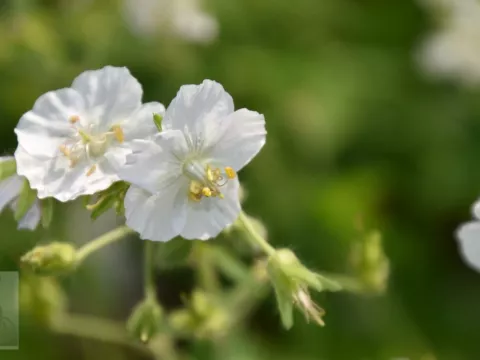 Geranium phaeum 'Album'