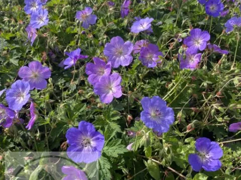 Geranium hybr. 'Azure Rush'