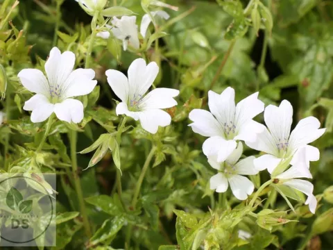 Geranium ox. 'Ankum White'