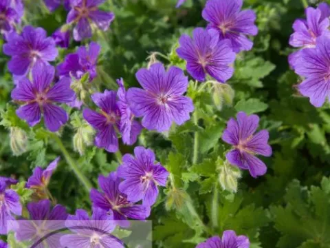 Geranium hybr. 'Blue Blood'