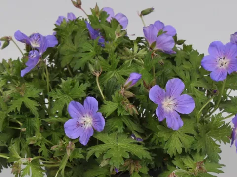 Geranium himalayense 'Baby Blue'