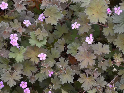 Geranium hybr. 'Bob's Blunder'