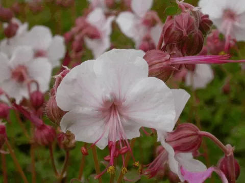 Geranium cant. 'Biokovo'