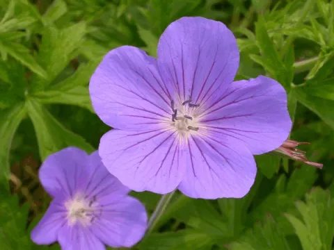 Geranium hybr. 'Brookside'