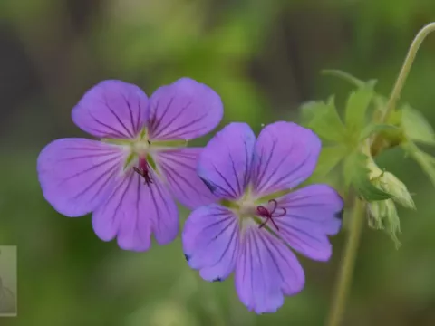 Geranium hybr. 'Blue Sunrise'
