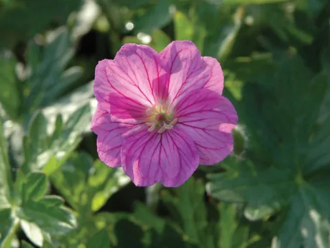 Geranium hybr. 'Blushing Turtle' PBR