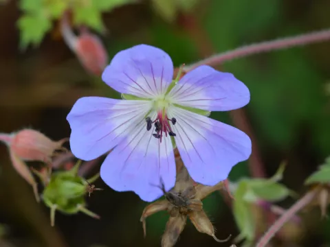 Geranium wallichianum 'Buxton's Variety'