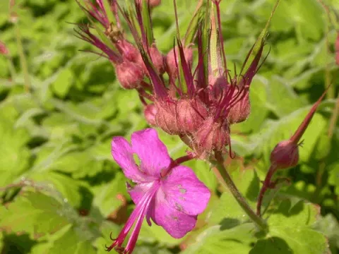 Geranium macr. 'Bevan's Variety'