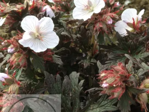 Geranium prat. 'Black 'n White'