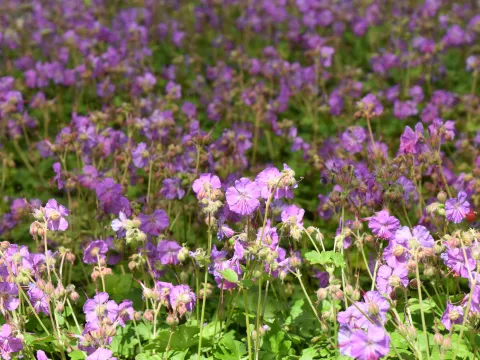 Geranium cant. 'Cambridge'