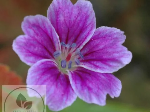 Geranium nod. 'Clos du Coudray'