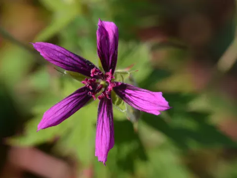 Geranium ox. 'Catherine Deneuve'
