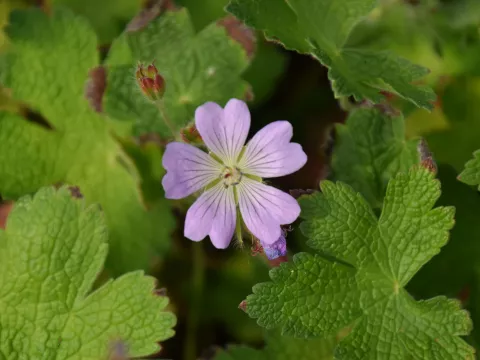 Geranium hybr. 'Chantilly'