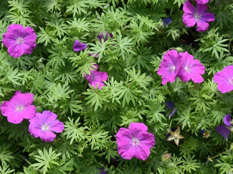 Geranium sang. 'Cedric Morris'