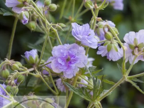 Geranium prat. 'Cloud Nine'