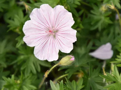 Geranium sang. 'Compactum'