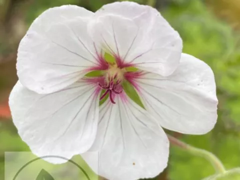 Geranium hybr. 'Coombland White'
