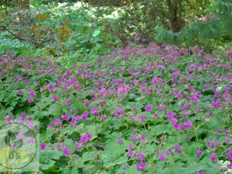 Geranium macr. 'Czakor'