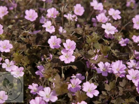 Geranium hybr. 'Dusky Crûg'