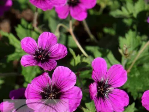 Geranium hybr. 'Dragon Heart'