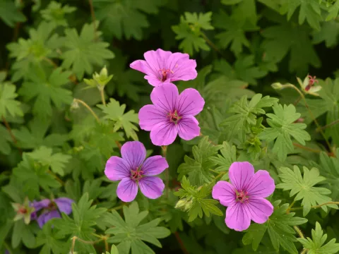 Geranium hybr. 'Dilys'