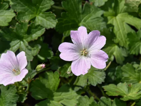 Geranium hybr. 'Dreamland'