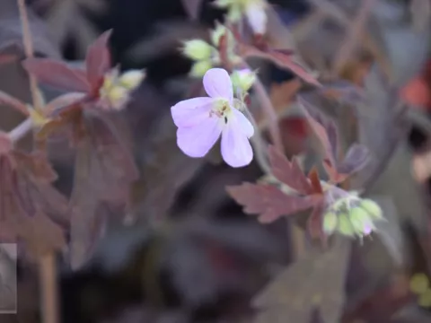 Geranium maculatum 'Elisabeth Ann'