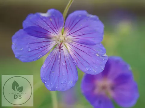 Geranium hybr. 'Eureka Blue'